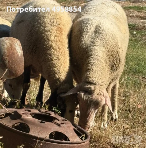 Коч на 2г.4м. с лоши навици, снимка 2 - Овце - 56328915