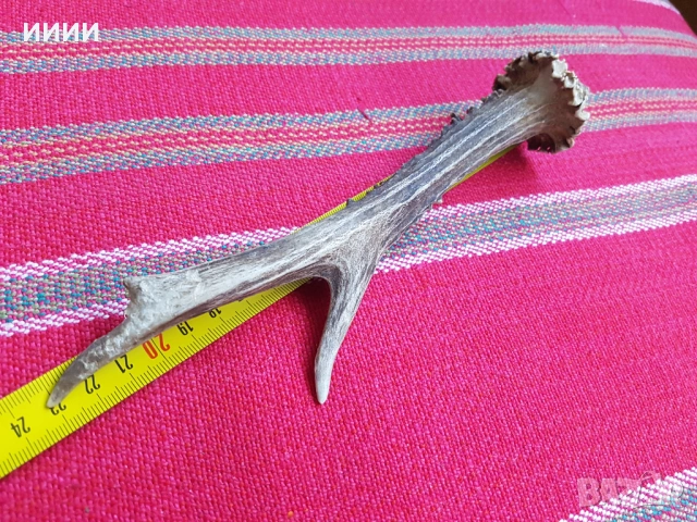 Рог от сръндак , снимка 2 - Антикварни и старинни предмети - 53618609