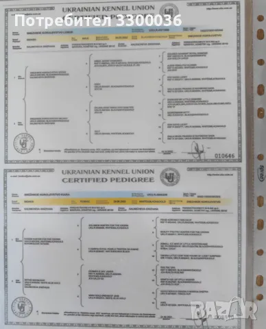 Мъжки бивер си търси женска, снимка 2 - Други - 50023169