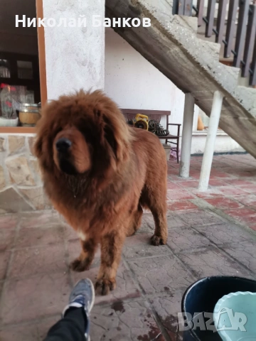 Тибетски мастиф за разплод, снимка 2 - Мастиф - 53578991