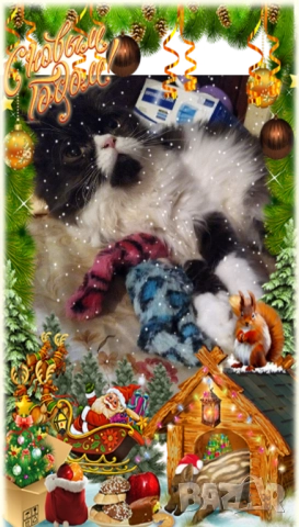 Ваксинирани персийски дългокосместа многоцветни котки с ЕС паспорти,микрочипирани!, снимка 12 - Чинчили - 42172746