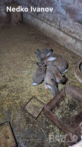 Зайци, снимка 5 - Други животни - 52341457