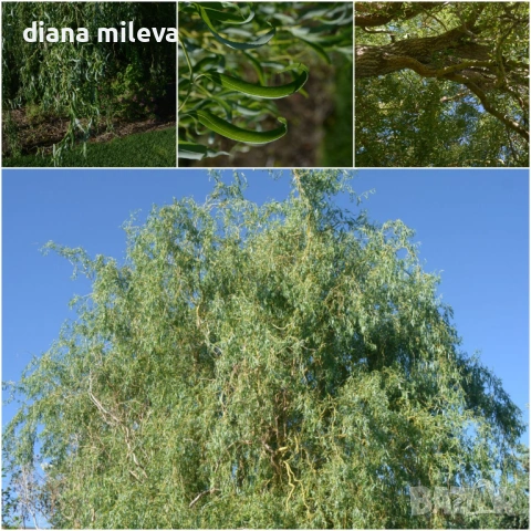 Къдрава върба ‘Тортуоса’, (Salix matsudana ‘Tortuosa’), снимка 5 - Градински цветя и растения - 53639320