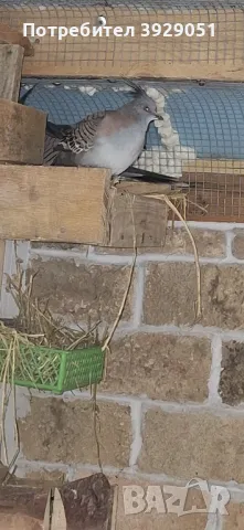 Продавам Австралийски качулати, снимка 4 - други­ - 49866843