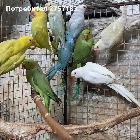 продавам малки александри