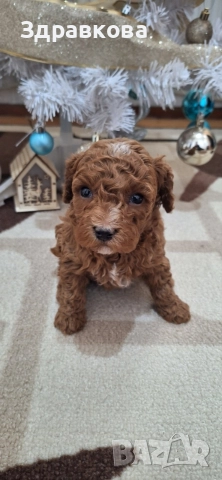 Той Пудел - Момче, снимка 3 - Пудели - 52875565