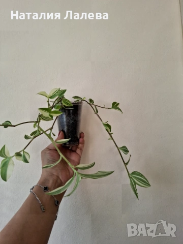 Традесканция, tradescantia yellow hill, снимка 3 - Стайни растения - 53117380