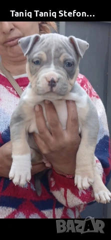 малки страхотни кученца триколор мерле