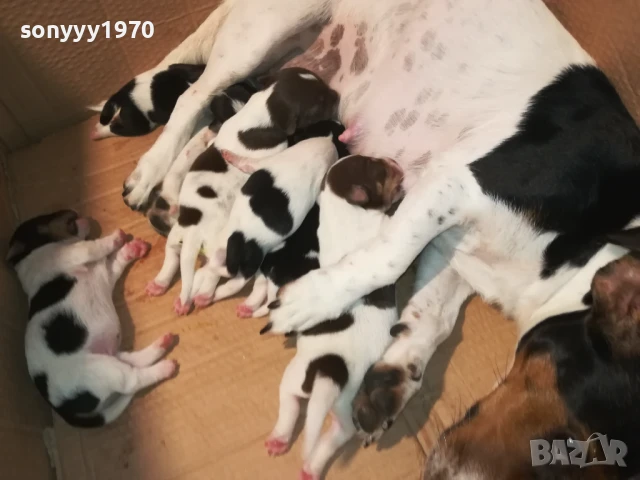 ДЖАК РЪСЕЛ-ПРОДАВАМЕ КУЧЕНЦА 2008250929, снимка 9 - Джак ръсел териер - 51425825