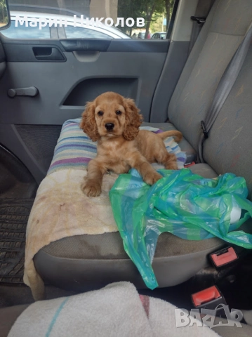 Кокер шпаньол, американски, снимка 1