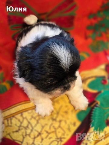 Японски хин, снимка 7 - Други - 52506196