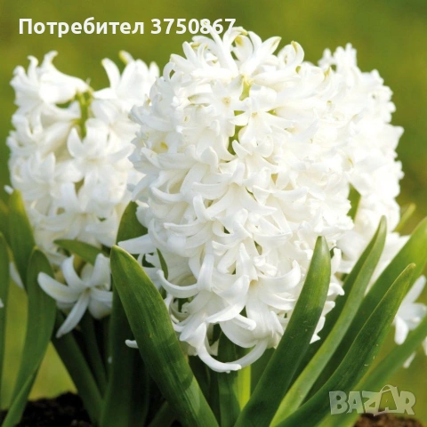 🌸🌿💞 Зюмбюл в саксия (Hyacinthus), снимка 11 - Градински цветя и растения - 53385103