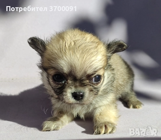 чихуахуа , снимка 1