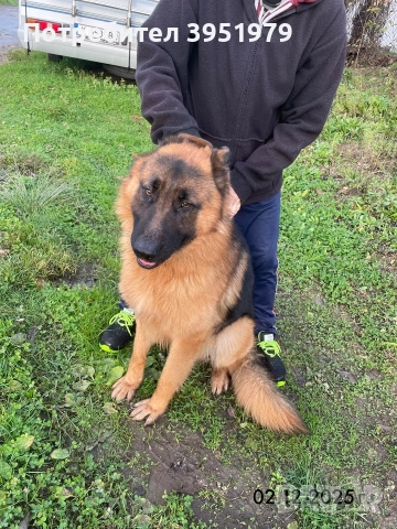 Продавам мъжка немска овчарка, снимка 14 - Немска овчарка - 52170970