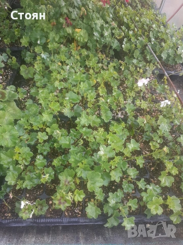 Разсад от Алпийски съкъзчета микс, снимка 4 - Градински цветя и растения - 53174508