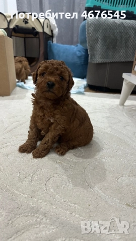 Мъжки пудел, снимка 5 - Пудели - 52876645