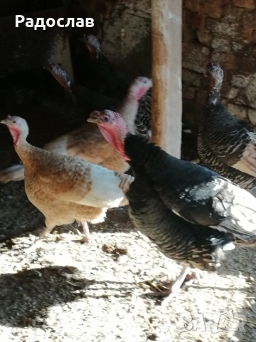 Пуйки и пуяци, кокошки Носачки, петли Бройлери, ярки за яйца , снимка 2 - Кокошки и пуйки - 52406804