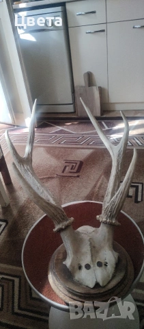 Еленови рога, снимка 11 - Декорация за дома - 53826537