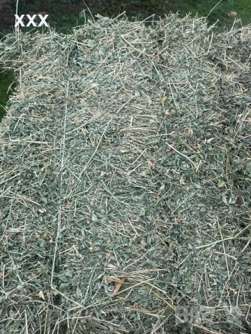 Продавам Бали люцерна перфектно качество , снимка 3 - За селскостопански - 52884266