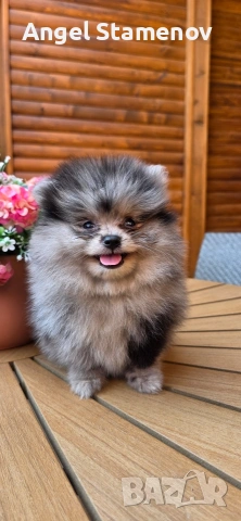 Померанче,момченце мерле! , снимка 5 - Померан - 53208791
