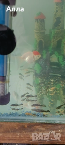 Объкновени анцитруси малки и няколко голями мъжки, снимка 4 - Рибки - 53471332