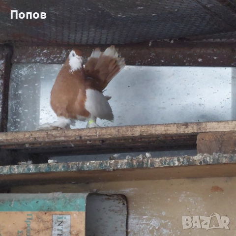 Продавам гълъби, снимка 9 - Гълъби - 52724895