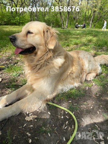 Красив Голдън Ретривър със родословие си търси Дама !, снимка 9 - Голдън ретривър - 42419223