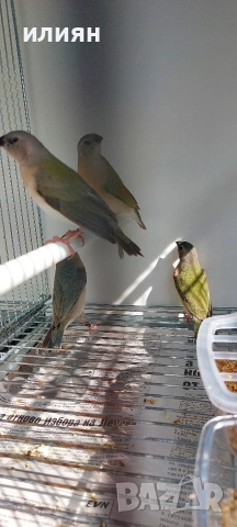 Среброклюни,Японски,Гулдови амадини, снимка 6 - Амадини - 53488807