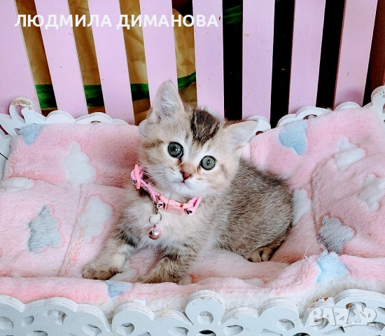 Шотландско мъжко златна чинчила , снимка 9 - Британска късокосместа - 53696771