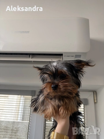 Йоркширски териери, снимка 2 - Йоркширски териер - 53724875