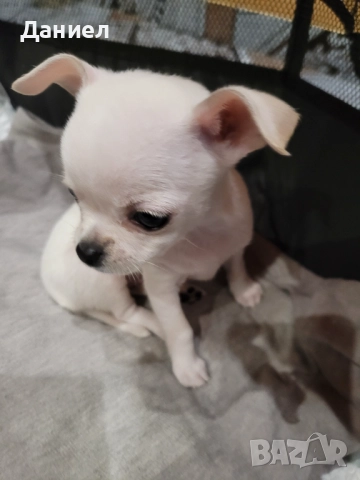 Чихуахуа момиче, снимка 2 - Други животни - 52745413