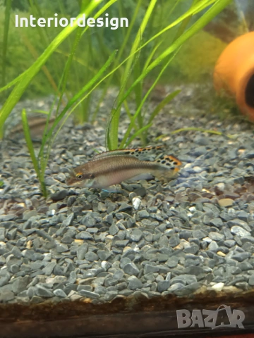 Крибензиси 