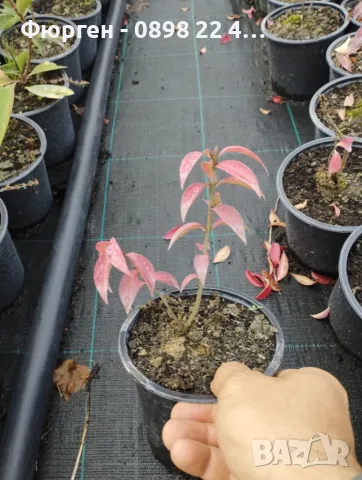 Oгнен храст - Euonymus alatus, снимка 9 - Разсади - 55709563
