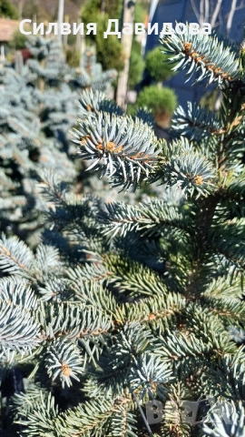 Сребрист смърч , снимка 12 - Градински цветя и растения - 52500093