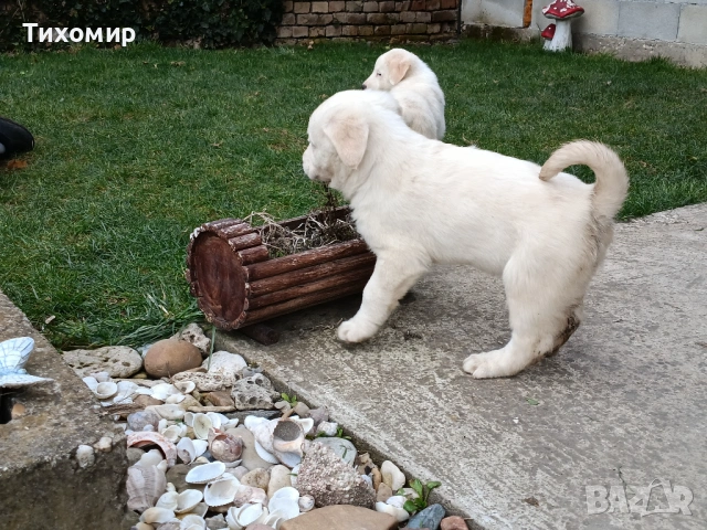 Алабай , снимка 3 - Алабай - 53407632