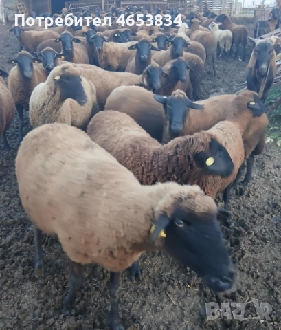 Продавам 10 броя медено-червени овце
