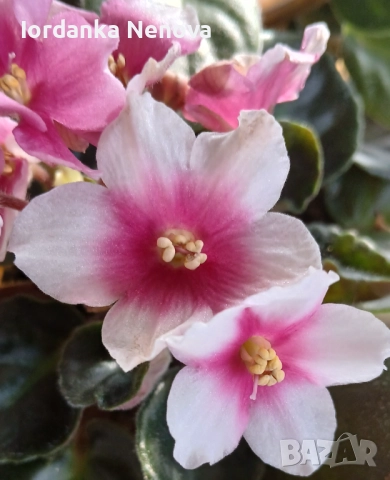 Сентополия , снимка 6 - Стайни растения - 37774721