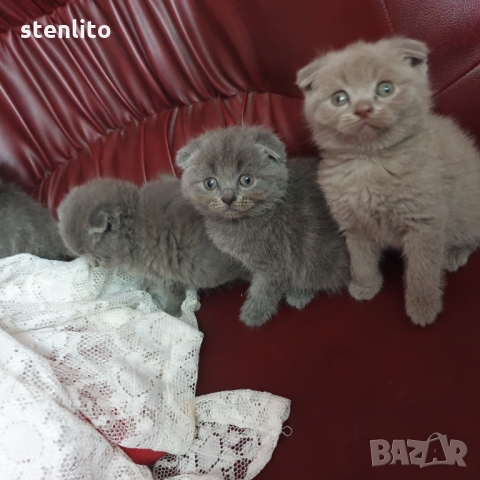 Шотландски котенца на 2 месеца, снимка 17 - Британска късокосместа - 32989455