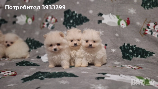 Померан мини померанчета чисто бели, снимка 7 - Померан - 52328942