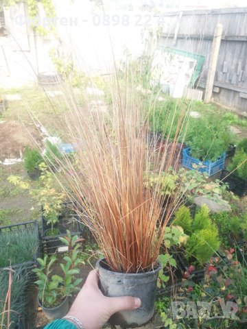 Карекс - Декоративна трева, снимка 8 - Градински цветя и растения - 40887333