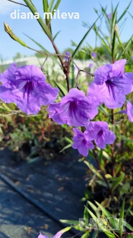 Руелия, Мексиканска петуния, Ruellia Purple Mexican Petunia!!!, снимка 11 - Градински цветя и растения - 54637157
