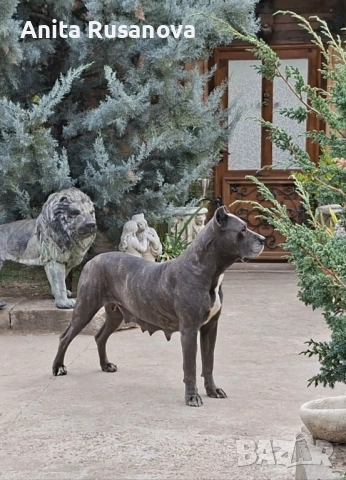 Kane Korso, снимка 3 - Кане корсо - 52839470