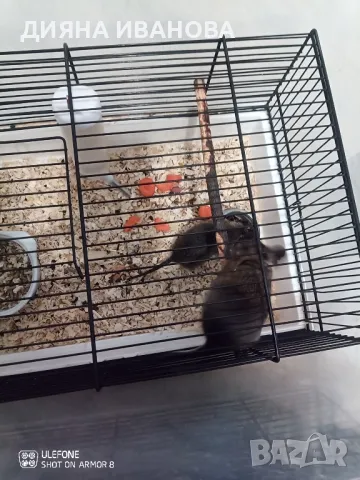 Катерички дегу, снимка 2 - Други - 48394298