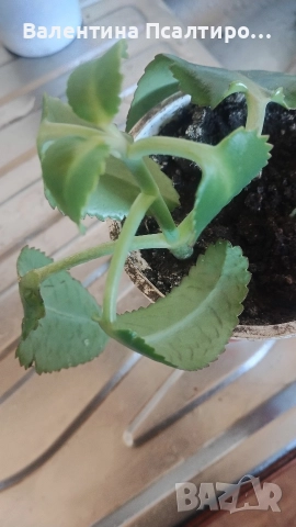 Каланхое дегреминтиана , снимка 2 - Стайни растения - 52594230