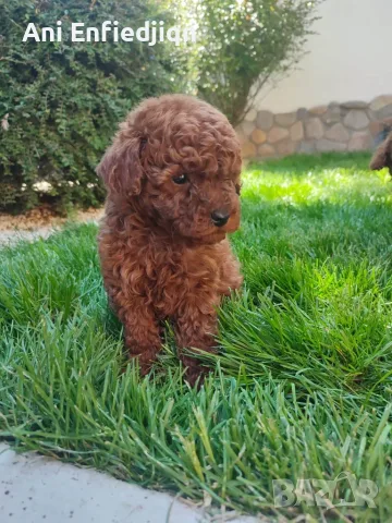 Пудел Той/Poodle Toy, снимка 7 - Пудели - 55990228
