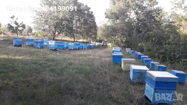 тенекия с мед букет или липа, снимка 2 - За пчели - 47651072