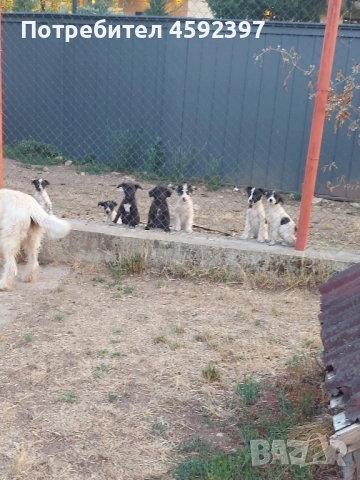 Подарявам кученца , снимка 4 - Други - 51754838