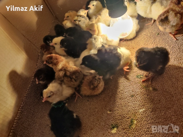 Пилета Легхорн черен и кръстоски