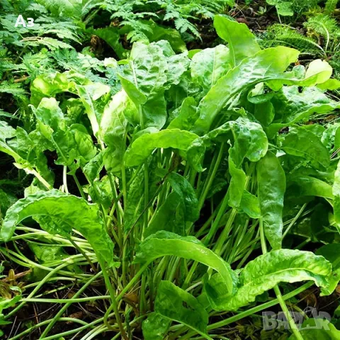 Продавам Киселец - семена, реколта 2025 г., снимка 4 - Други стоки за дома - 47316651