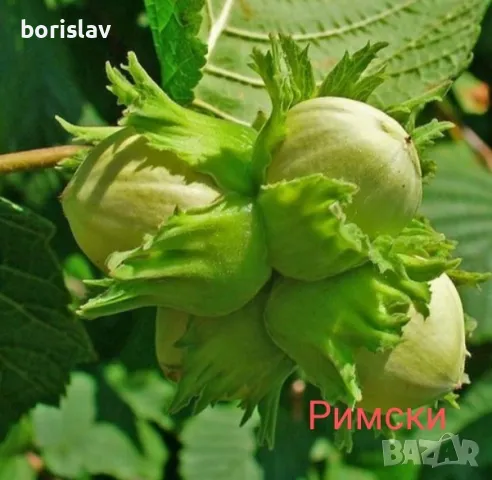 Лешници - Тонда джентиле, Ран трапезундски, Римски и Тонда ди джифони, снимка 6 - Разсади - 42336590